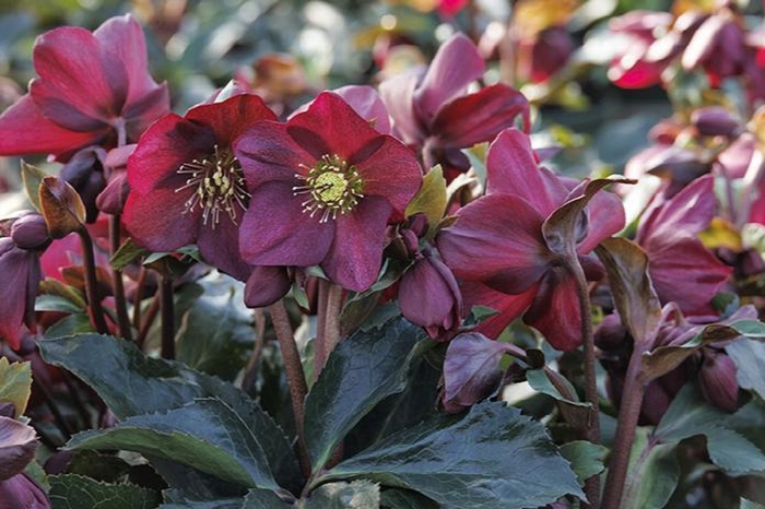 Ice N' Roses Hellebore - Helleborus x 'Ice N' T Roses' from E.C. Brown's Nursery