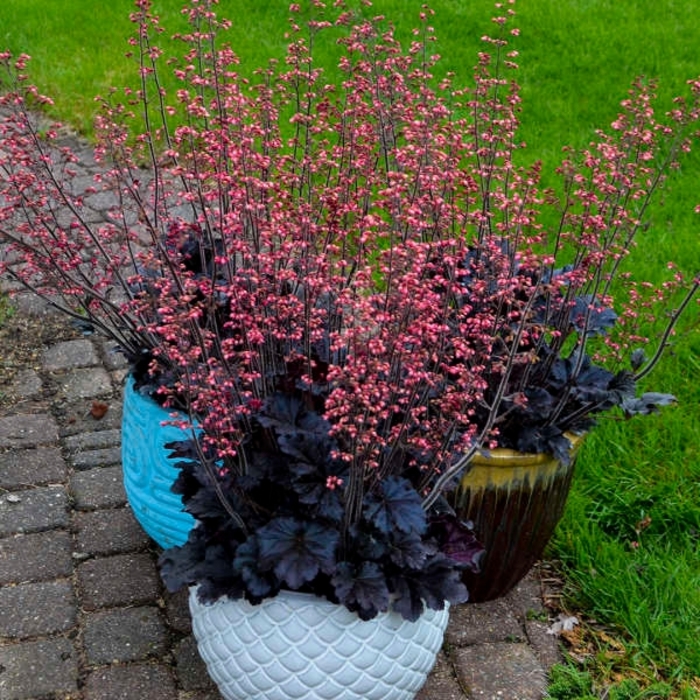 Timeless Night Coral Bells - Heuchera x 'Timeless Night' from E.C. Brown's Nursery