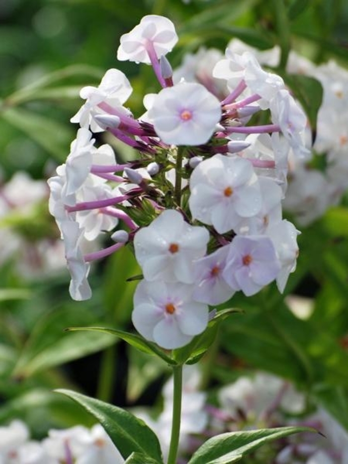 Daughter of Pearl Garden Phlox - Phlox x EARLIBEAUTY 'Daughter of Pearl' from E.C. Brown's Nursery