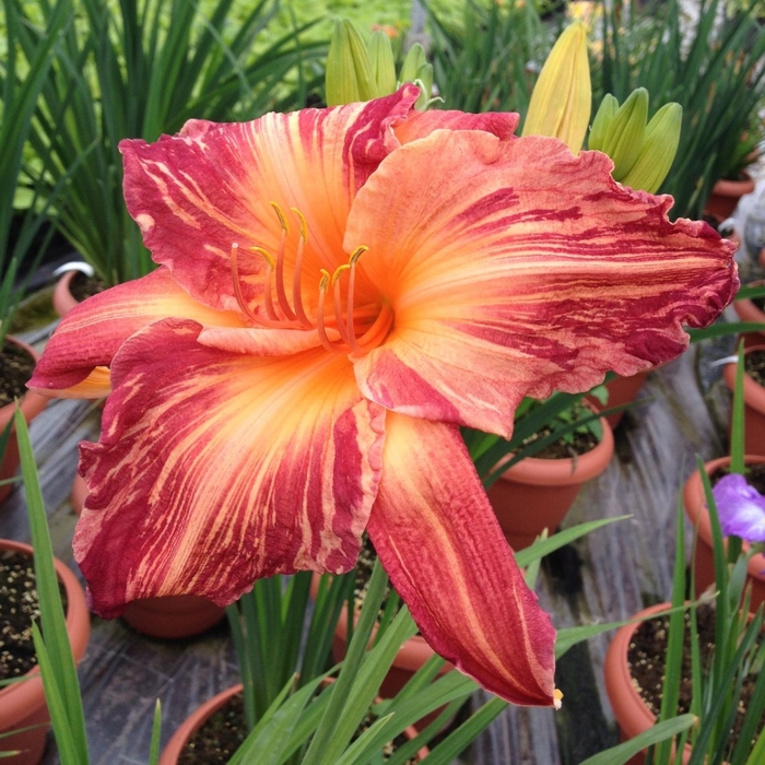 Pink Hybrid Daylily - Hemerocallis from E.C. Brown's Nursery