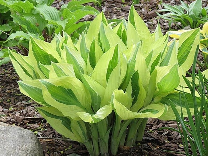 Yellow Polka Bikini Hosta - Hosta x 'Yellow Polka Bikini' from E.C. Brown's Nursery