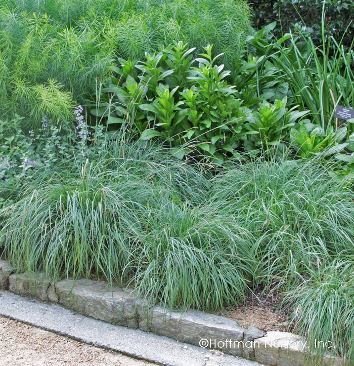 Blue Zinger Sedge - Carex flacca 'Blue Zinger' from E.C. Brown's Nursery