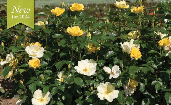 Easy Bee-zy Knock Out Rose - Rosa EASY BEE-ZY 'Knock Out' from E.C. Brown's Nursery