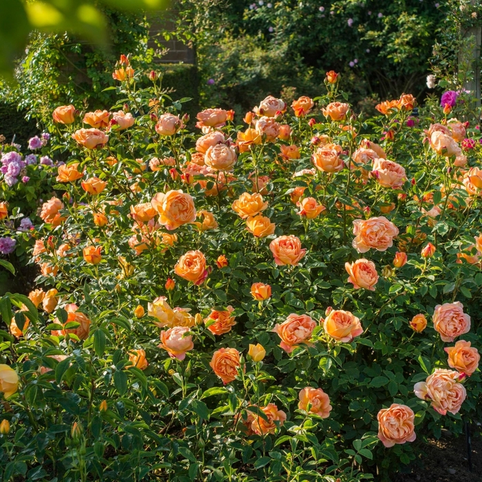 Lady Of Shalott Rose - Rosa DAVID AUSTIN 'Lady of Shalott' from E.C. Brown's Nursery