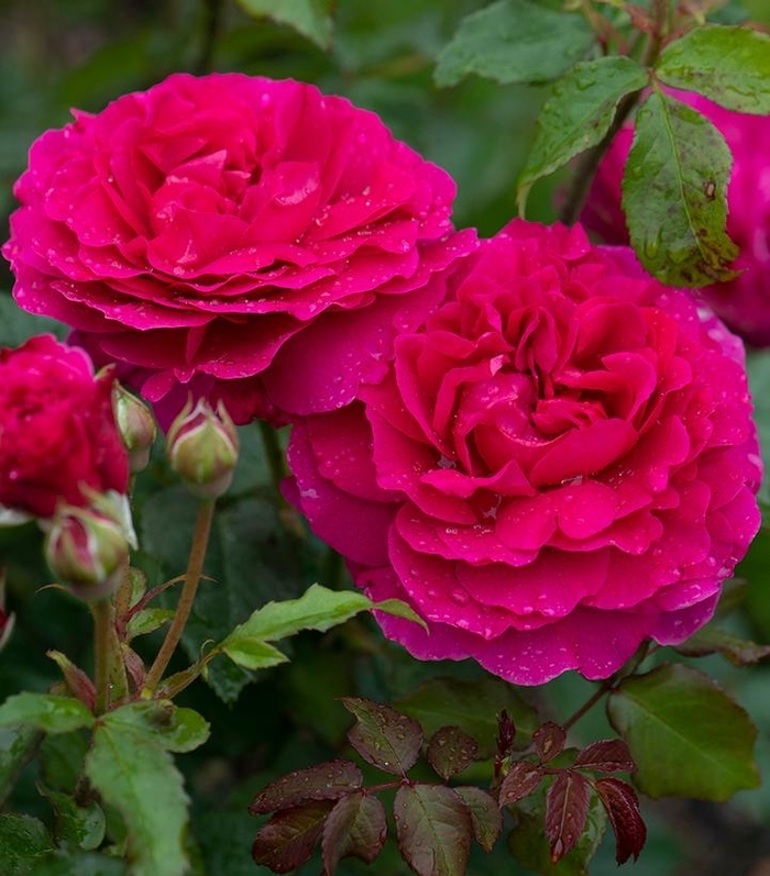 Gabriel Oak Rose - Rosa DAVID AUSTIN 'Gabriel Oak' from E.C. Brown's Nursery Gabriel Oak Rose - Rosa DAVID AUSTIN 'Gabriel Oak' from E.C. Brown's Nursery