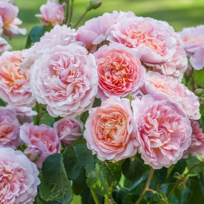 Eustacia Vye Rose - Rosa DAVID AUSTIN 'Eustacia Vye' from E.C. Brown's Nursery