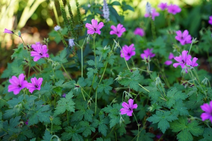 Elworthy Eyecatcher Cranesbill - Geranium x 'Elworthy Eyecatcher' from E.C. Brown's Nursery Elworthy Eyecatcher Cranesbill - Geranium x 'Elworthy Eyecatcher' from E.C. Brown's Nursery