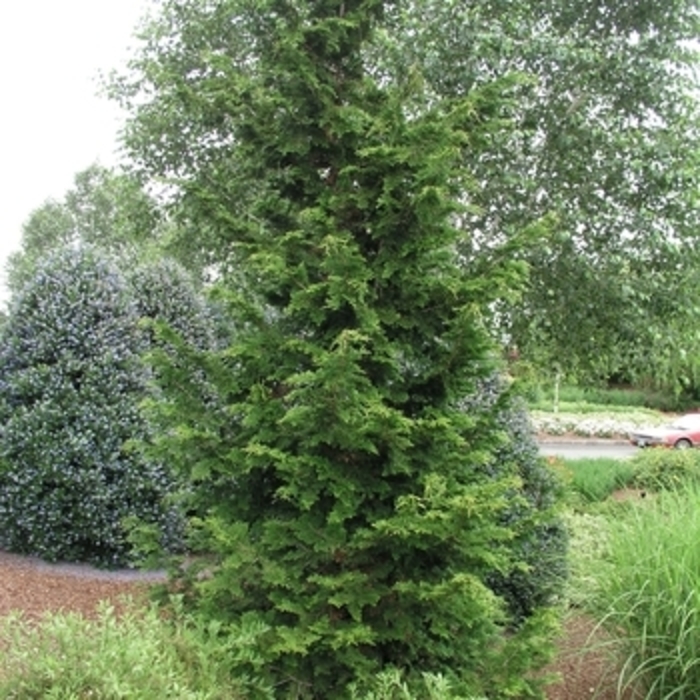 Atlantic White cedar - Chamaecyparis thyoides 'Glauca' from E.C. Brown's Nursery Atlantic White cedar - Chamaecyparis thyoides 'Glauca' from E.C. Brown's Nursery