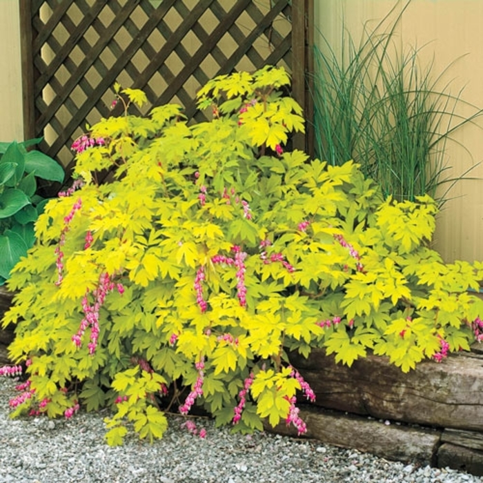 Yellow Leaf Bleeding Heart - Dicentra spectabilis 'Yellow Leaf' from E.C. Brown's Nursery