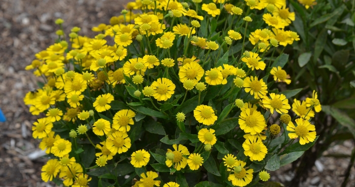 Mariachi™ 'Sombrore' - Helenium autumnale (Sneezeweed) from E.C. Brown's Nursery