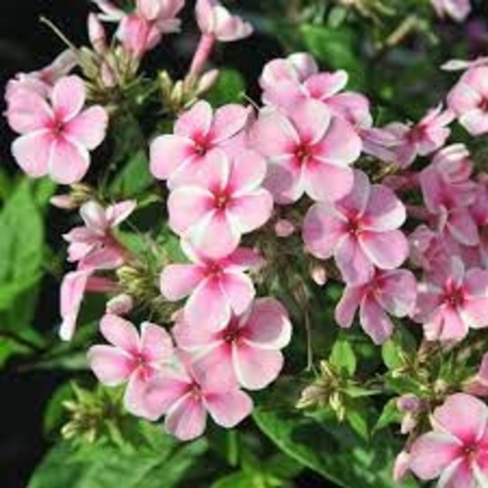'Early Pink' Garden Phlox - Phlox paniculata from E.C. Brown's Nursery 'Early Pink' Garden Phlox - Phlox paniculata from E.C. Brown's Nursery