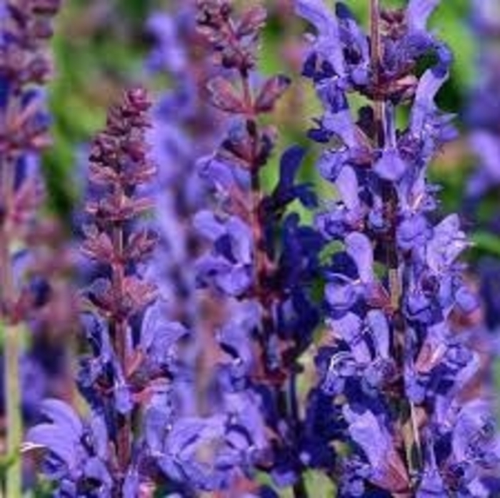 'Dark Matter' Meadow Sage - Salvia nemorosa 'Dark Matter' from E.C. Brown's Nursery