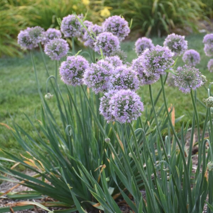 'Bubble Bath' Ornamental Onion - Allium 'Bubble Bath' from E.C. Brown's Nursery