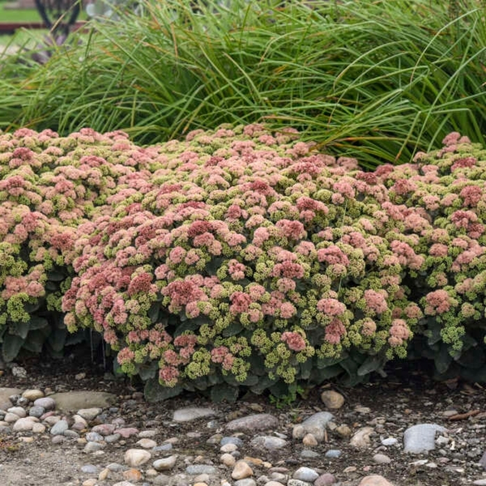 CoralJade Sedum - Sedum Rock n' Grow 'Coraljade' from E.C. Brown's Nursery CoralJade Sedum - Sedum Rock n' Grow 'Coraljade' from E.C. Brown's Nursery