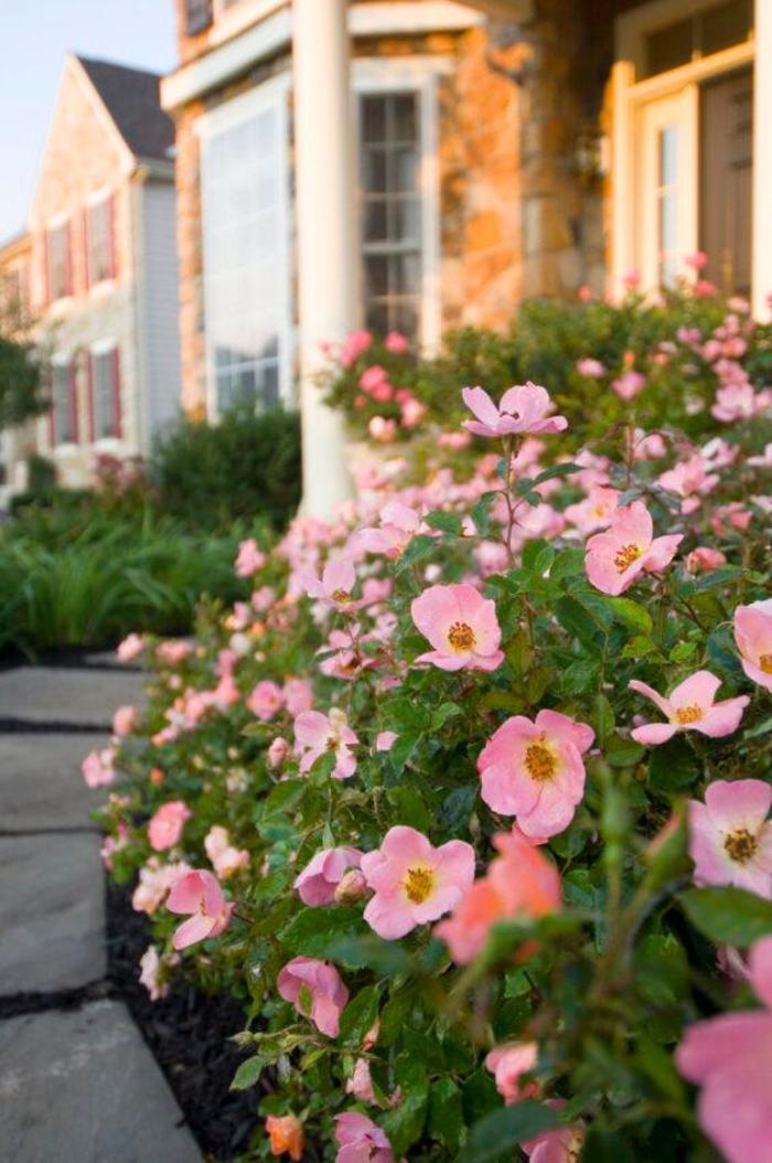 Rainbow Knock Out® - Rosa 'Radcor' PP17346, CPBR 3444 from E.C. Brown's Nursery