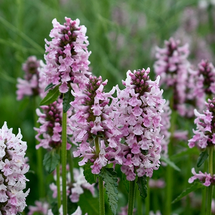 Summer Crush Lambs Ear - Stachys x 'Summer Crush' from E.C. Brown's Nursery