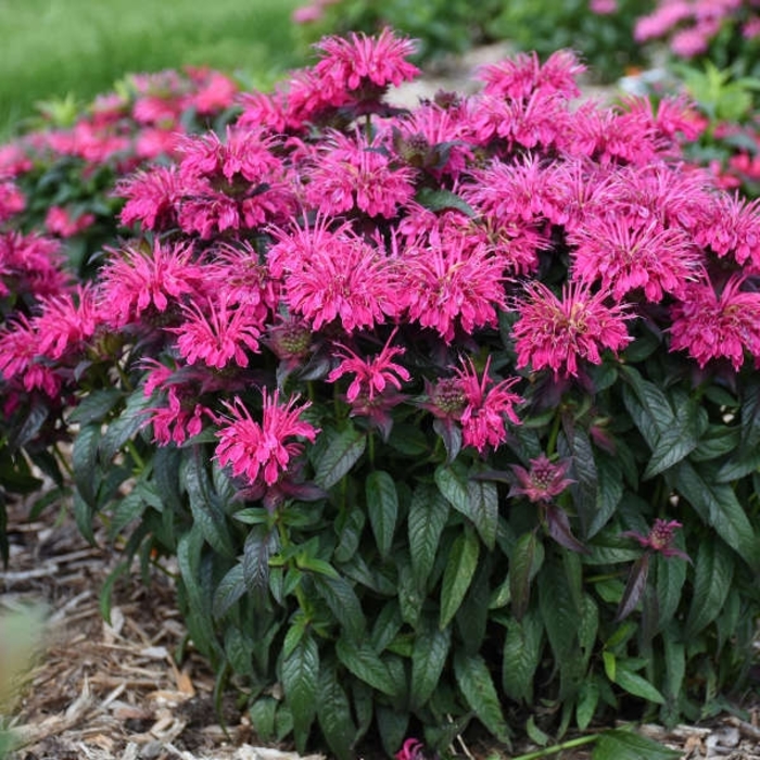 'Berry Taffy' Bee Balm - Monarda from E.C. Brown's Nursery