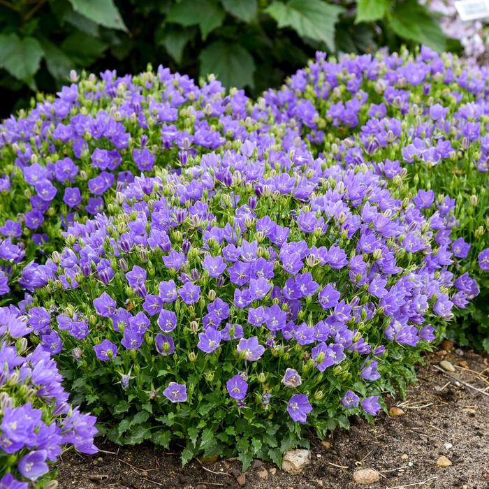 Mini Marvels™ 'Midnight - Campanula carpatica (Carpathian Bellflower) from E.C. Brown's Nursery Mini Marvels™ 'Midnight - Campanula carpatica (Carpathian Bellflower) from E.C. Brown's Nursery