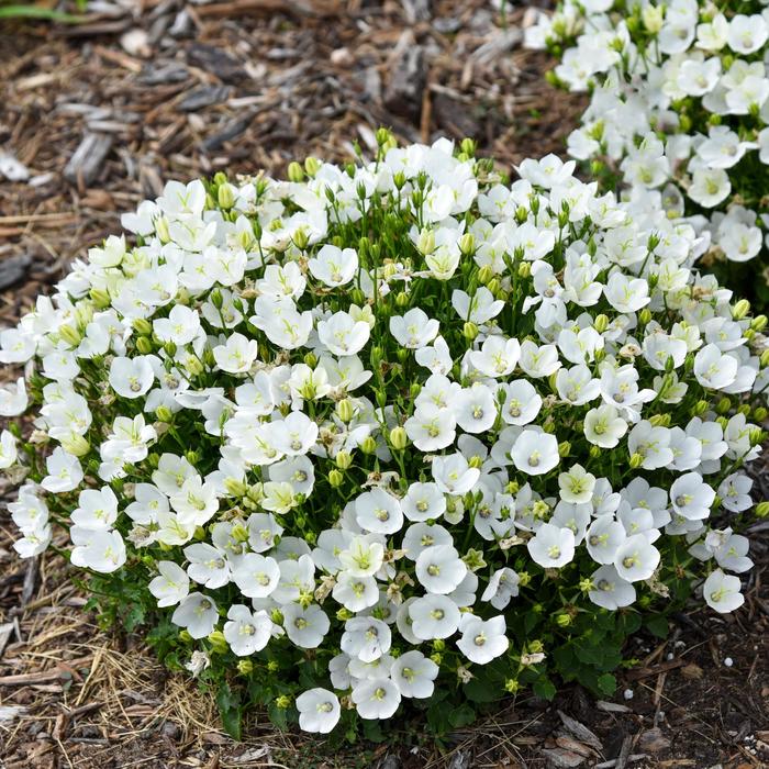 Mini Marvels™ 'Starbright - Campanula carpatica (Carpathian Bellflower) from E.C. Brown's Nursery Mini Marvels™ 'Starbright - Campanula carpatica (Carpathian Bellflower) from E.C. Brown's Nursery