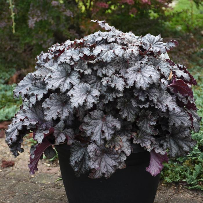Dressed Up™ 'Prom Dress' - Heuchera (Coral Bells) from E.C. Brown's Nursery Dressed Up™ 'Prom Dress' - Heuchera (Coral Bells) from E.C. Brown's Nursery