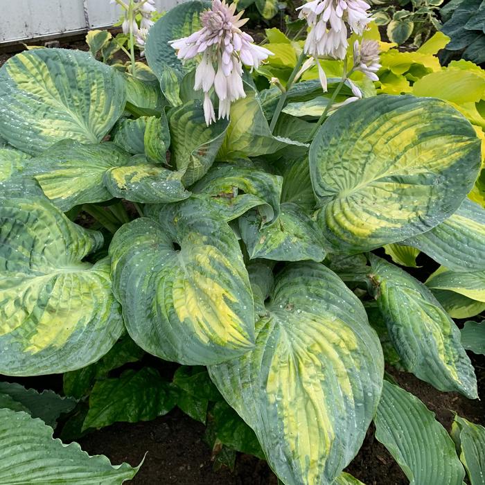 Shadowland® 'Sound of Music' Plantain Lily - Hosta from E.C. Brown's Nursery Shadowland® 'Sound of Music' Plantain Lily - Hosta from E.C. Brown's Nursery
