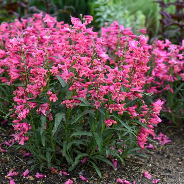 Bejeweled™ 'Pink Pearls' Bearded Penstemon - Penstemon barbatus from E.C. Brown's Nursery Bejeweled™ 'Pink Pearls' Bearded Penstemon - Penstemon barbatus from E.C. Brown's Nursery