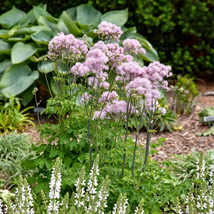 'Cotton Candy' Meadow Rue - Thalictrum from E.C. Brown's Nursery 'Cotton Candy' Meadow Rue - Thalictrum from E.C. Brown's Nursery