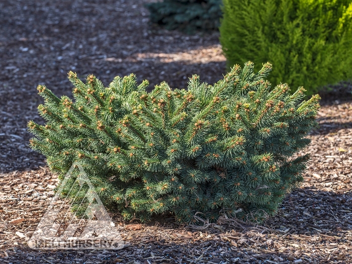 Calvary Spruce - Picea abies 'Calvary' from E.C. Brown's Nursery