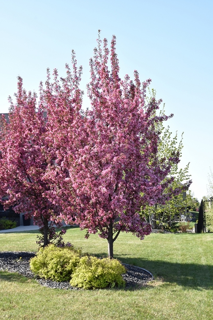 'Pink Sparkles' Crabapple - Malus 'Pink Sparkles' from E.C. Brown's Nursery 'Pink Sparkles' Crabapple - Malus 'Pink Sparkles' from E.C. Brown's Nursery