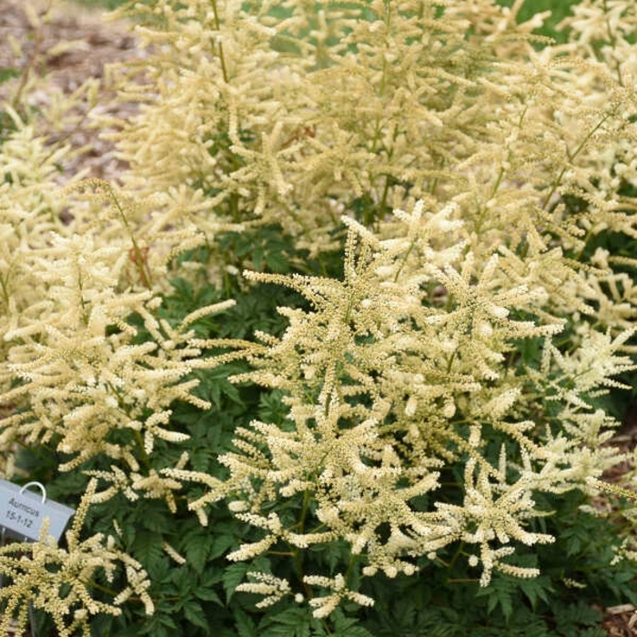 Goatee Goat's Beard - Aruncus 'Goatee' from E.C. Brown's Nursery Goatee Goat's Beard - Aruncus 'Goatee' from E.C. Brown's Nursery