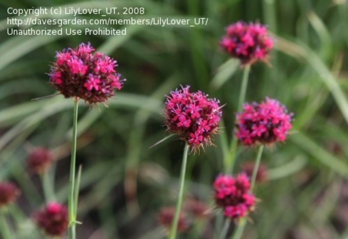 Dwarf Pineleaf Garden Pink - Dianthus pinifolius from E.C. Brown's Nursery