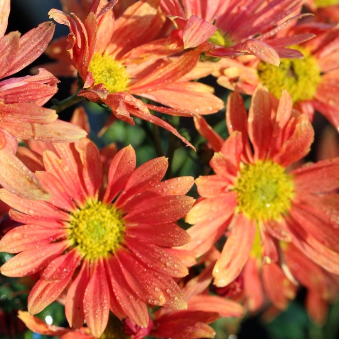 Campfire Glow Late Mum - Dendranthemum x 'Campfire Glow' from E.C. Brown's Nursery