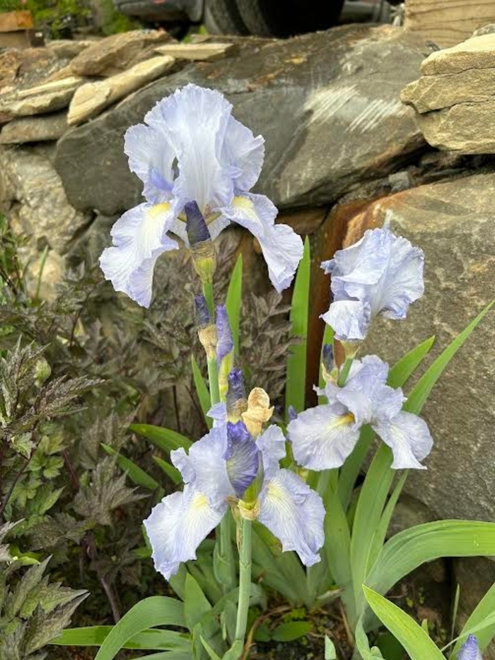 Pale Blue Bearded Iris - Iris Germanica from E.C. Brown's Nursery Pale Blue Bearded Iris - Iris Germanica from E.C. Brown's Nursery
