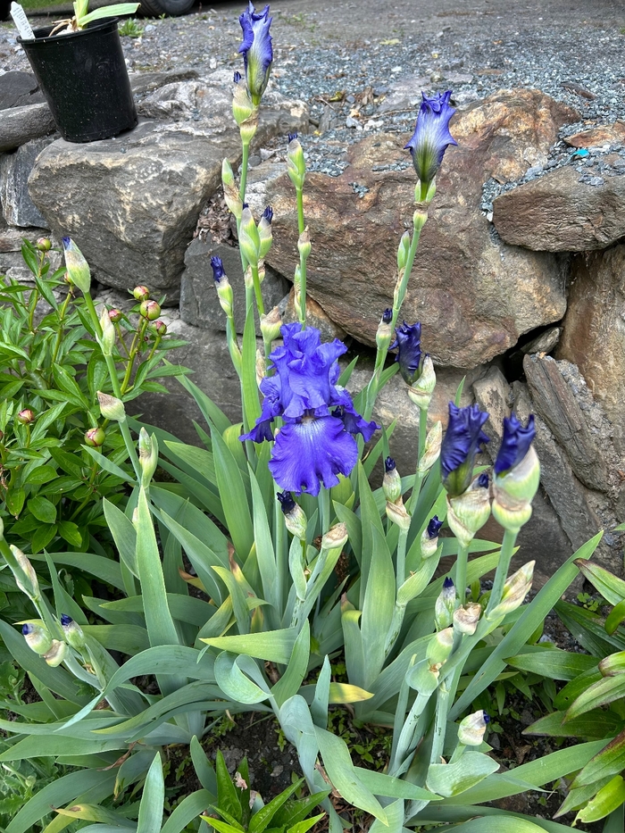 Ninz True Blue Bearded Iris - Iris Germanica from E.C. Brown's Nursery Ninz True Blue Bearded Iris - Iris Germanica from E.C. Brown's Nursery