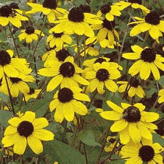 Black-eyed Susan - Rudbeckia triloba from E.C. Brown's Nursery Black-eyed Susan - Rudbeckia triloba from E.C. Brown's Nursery