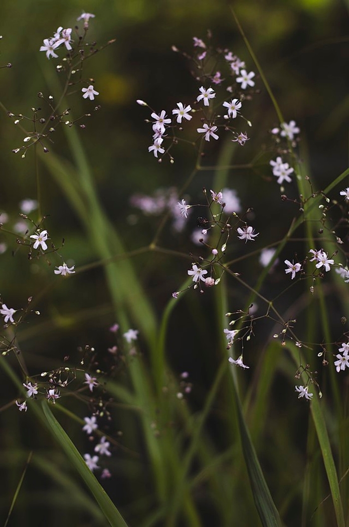 Gypsophila pacifica - Pink Baby's Breath from E.C. Brown's Nursery Gypsophila pacifica - Pink Baby's Breath from E.C. Brown's Nursery