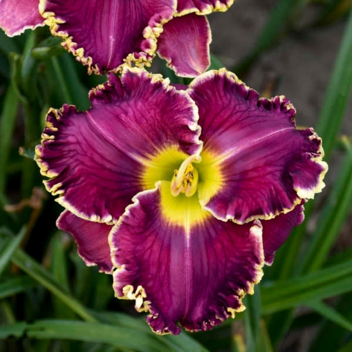 Cosmic Struggle Dayliliy - Hemerocallis 'Cosmic Struggle' from E.C. Brown's Nursery Cosmic Struggle Dayliliy - Hemerocallis 'Cosmic Struggle' from E.C. Brown's Nursery