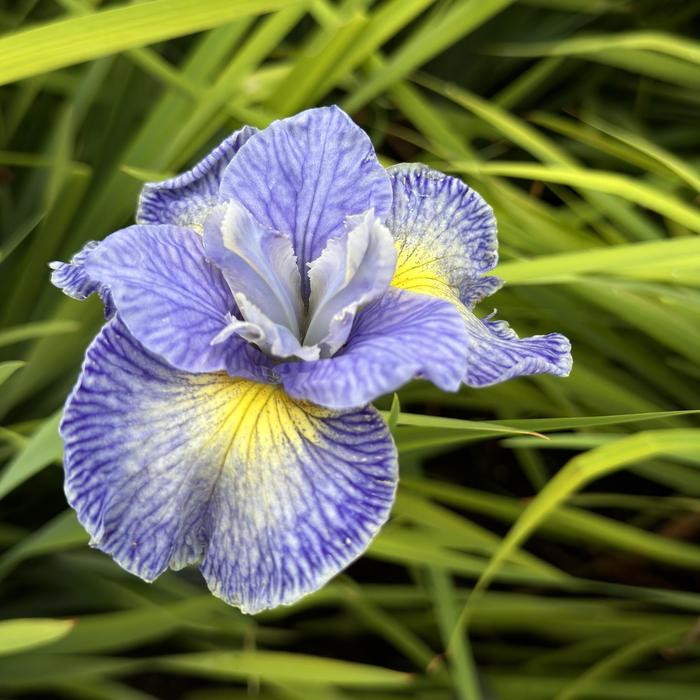 'Cape Cod Boys' Siberian Iris - Iris sibirica from E.C. Brown's Nursery 'Cape Cod Boys' Siberian Iris - Iris sibirica from E.C. Brown's Nursery