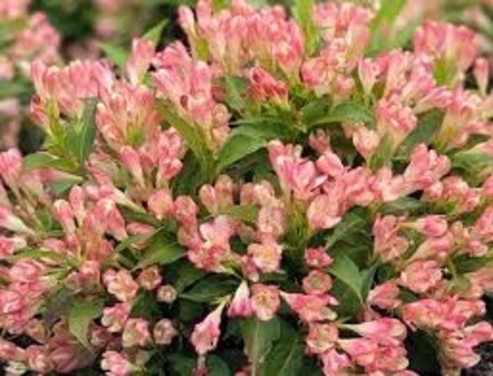 Peach Kisses Weigela - Weigela x 'Peach Kisses' from E.C. Brown's Nursery Peach Kisses Weigela - Weigela x 'Peach Kisses' from E.C. Brown's Nursery