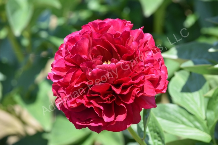 Old Faithful Peony - Paeonia lactiflora 'Old Faithful' from E.C. Brown's Nursery Old Faithful Peony - Paeonia lactiflora 'Old Faithful' from E.C. Brown's Nursery
