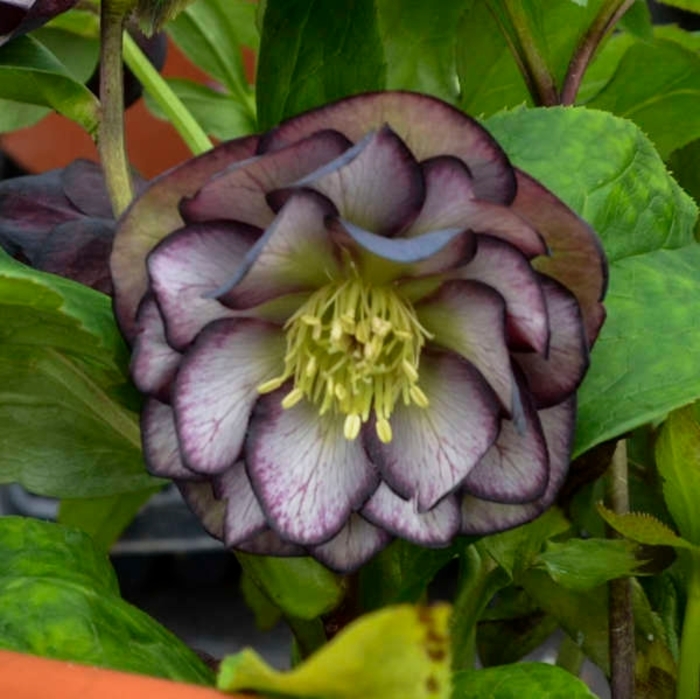 Black Tie Affair - Helleborus 'Black Tie Affair' from E.C. Brown's Nursery Black Tie Affair - Helleborus 'Black Tie Affair' from E.C. Brown's Nursery