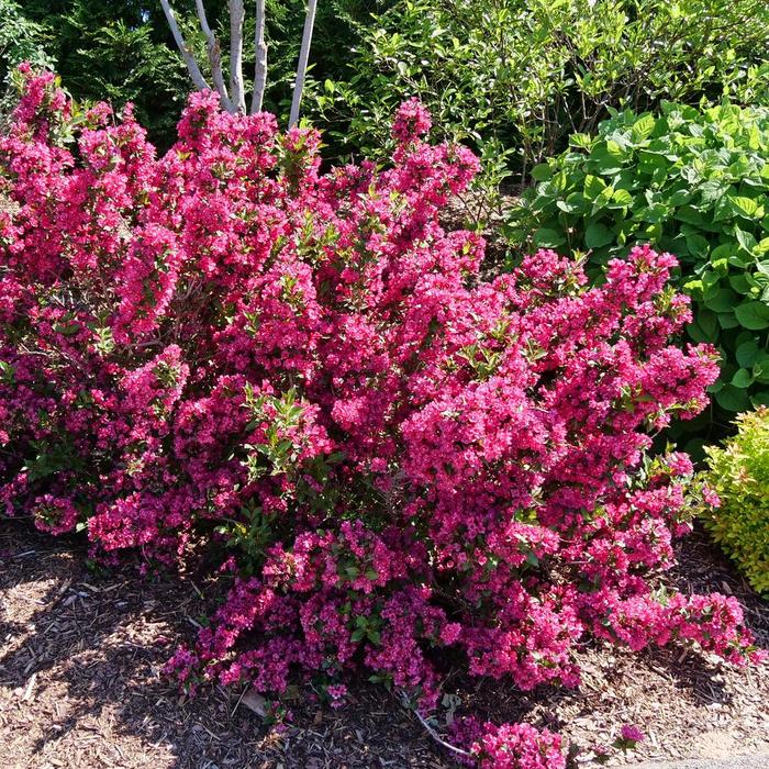 Sonic Bloom® 'Punch' - Weigela florida from E.C. Brown's Nursery