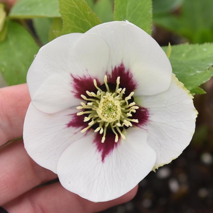 Honeymoon® 'Swiss Alps' - Helleborus (Lenten Rose) from E.C. Brown's Nursery Honeymoon® 'Swiss Alps' - Helleborus (Lenten Rose) from E.C. Brown's Nursery