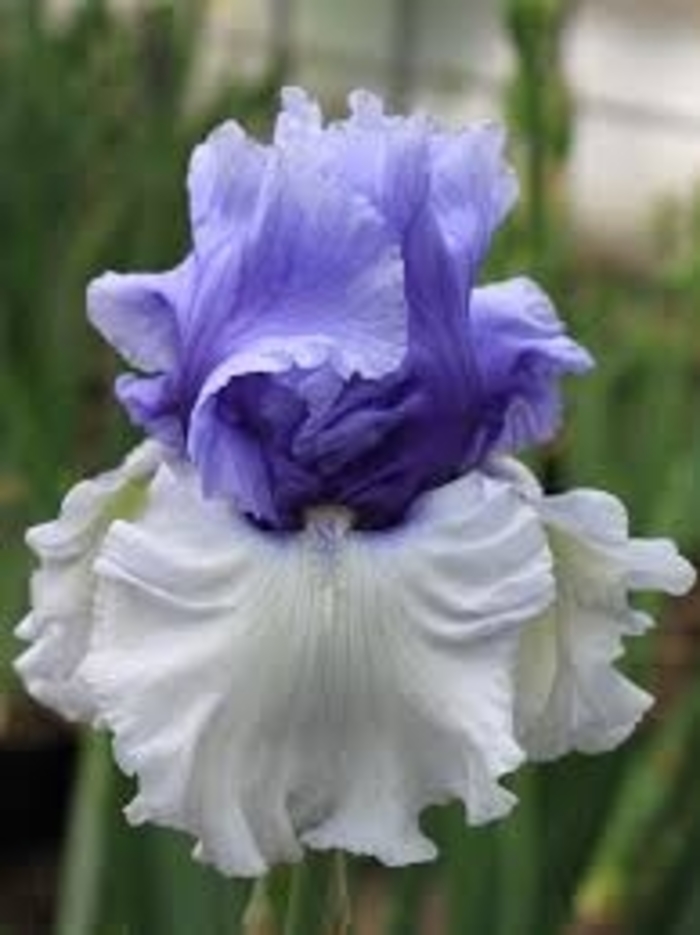 'Wintry Sky' Bearded Iris - Iris germanica 'Wintry Sky' from E.C. Brown's Nursery 'Wintry Sky' Bearded Iris - Iris germanica 'Wintry Sky' from E.C. Brown's Nursery