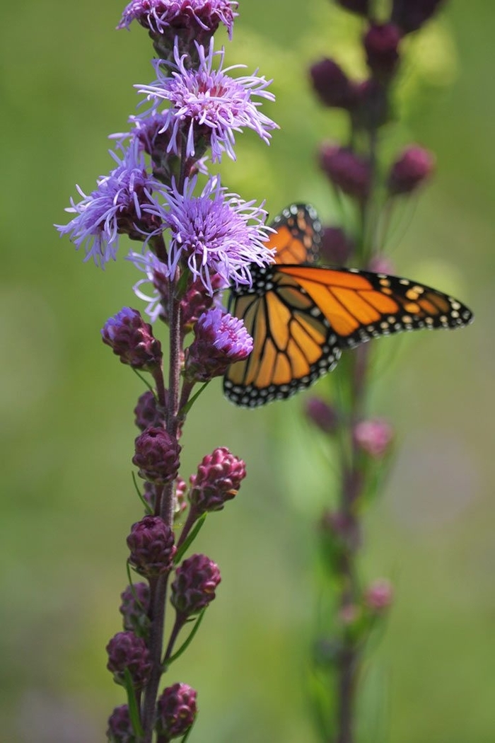 Meadow Blazing Star - Liatris ligulistylis from E.C. Brown's Nursery Meadow Blazing Star - Liatris ligulistylis from E.C. Brown's Nursery