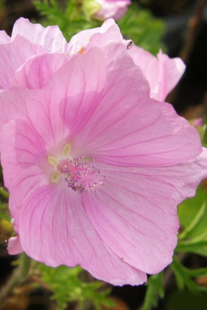 Musk Mallow - Malva moschata 'Fastigiata' from E.C. Brown's Nursery Musk Mallow - Malva moschata 'Fastigiata' from E.C. Brown's Nursery