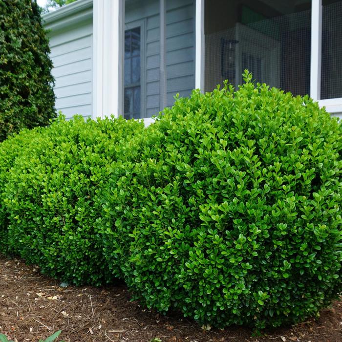 'NewGen Freedom®' Boxwood - Buxus from E.C. Brown's Nursery 'NewGen Freedom®' Boxwood - Buxus from E.C. Brown's Nursery