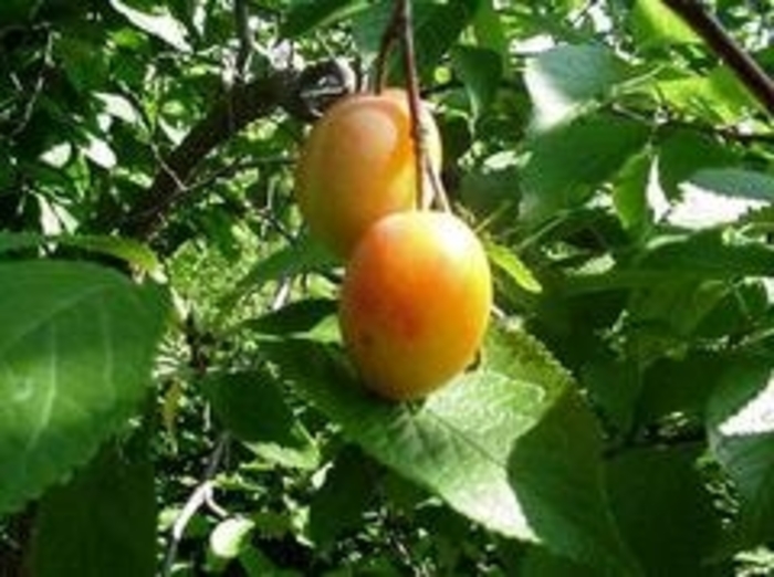 Wild Plum , Yellow plum - Prunus americana from E.C. Brown's Nursery Wild Plum , Yellow plum - Prunus americana from E.C. Brown's Nursery