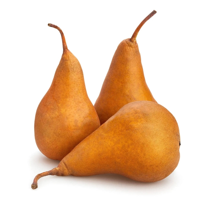 Bosc Pear - Pear 'Bosc' from E.C. Brown's Nursery