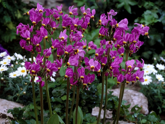 Shooting Star - Dodecatheon media from E.C. Brown's Nursery Shooting Star - Dodecatheon media from E.C. Brown's Nursery
